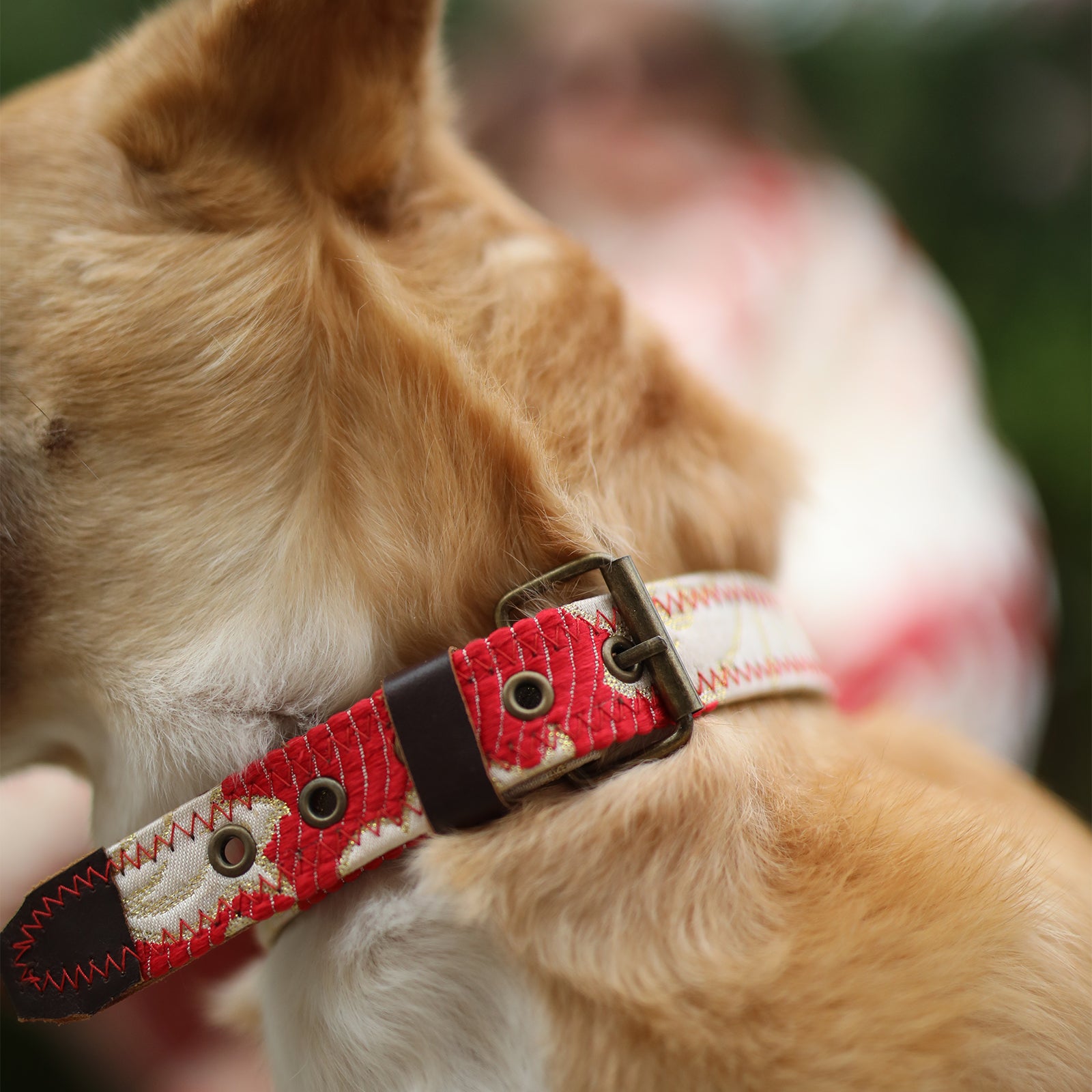 DOG COLLAR