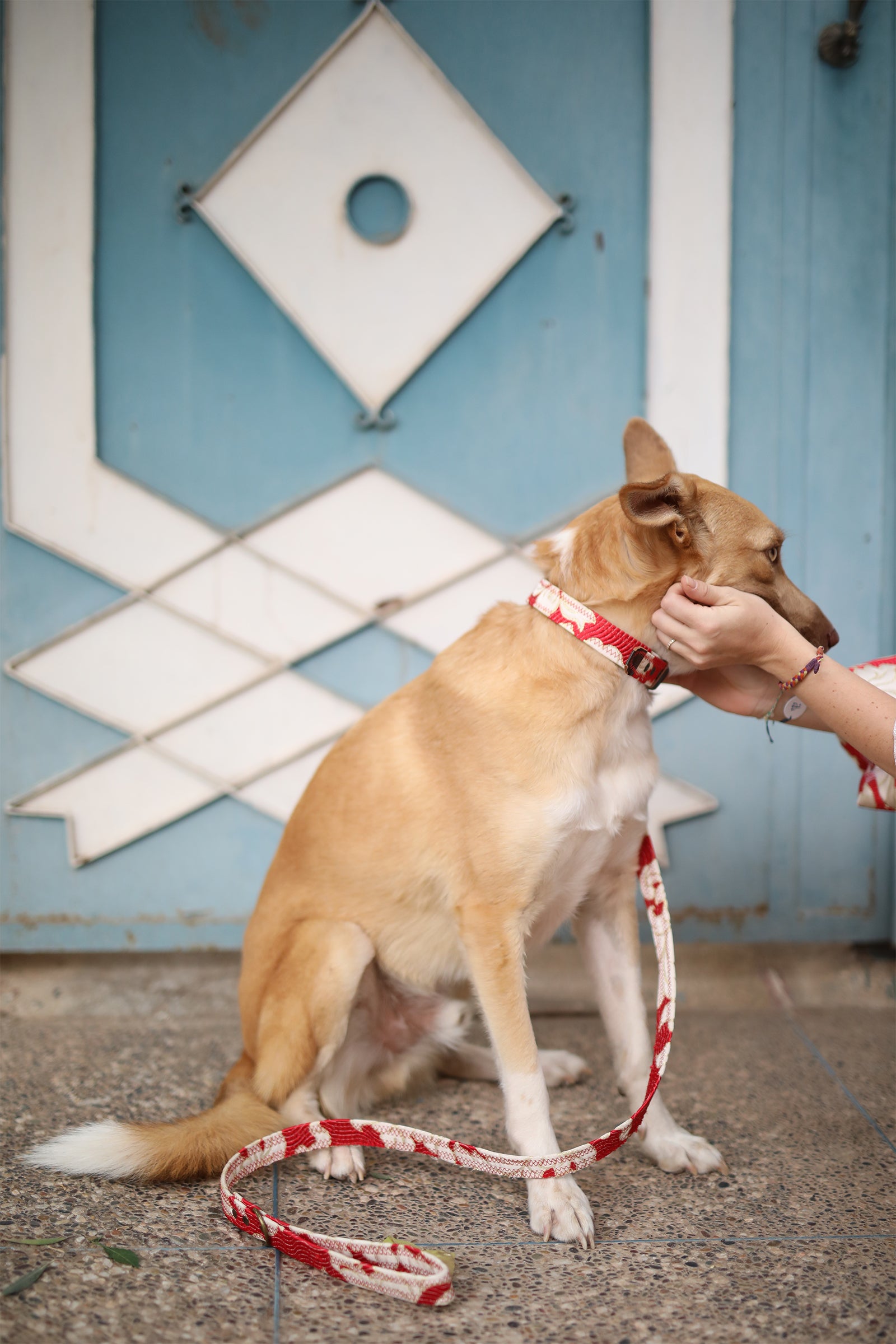 DOG COLLAR