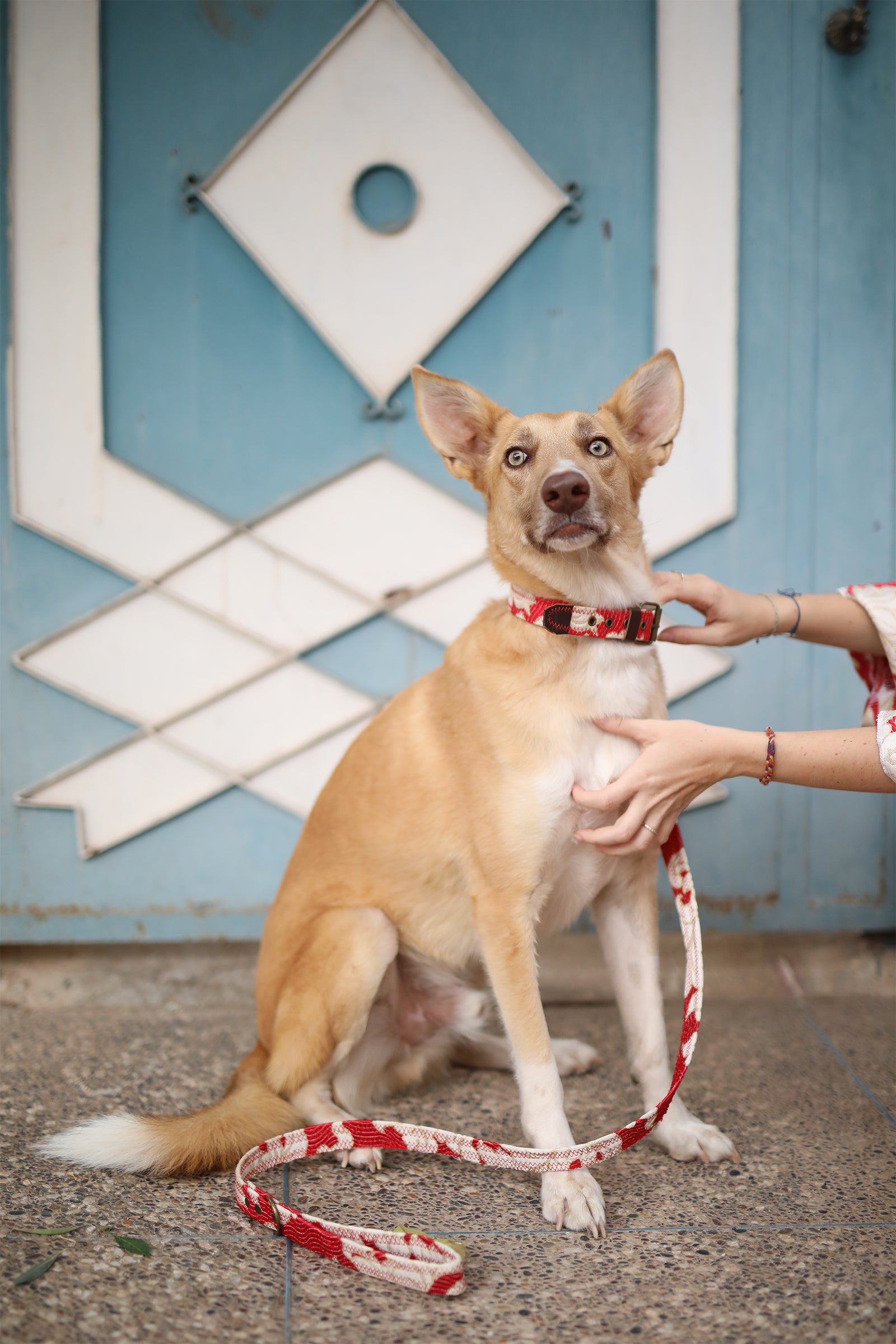 DOG COLLAR